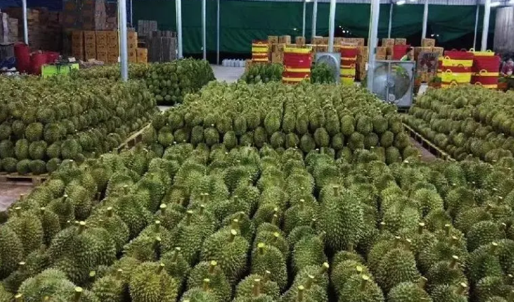 2023年泰国水果节广西南宁启幕 榴莲成流量爆款