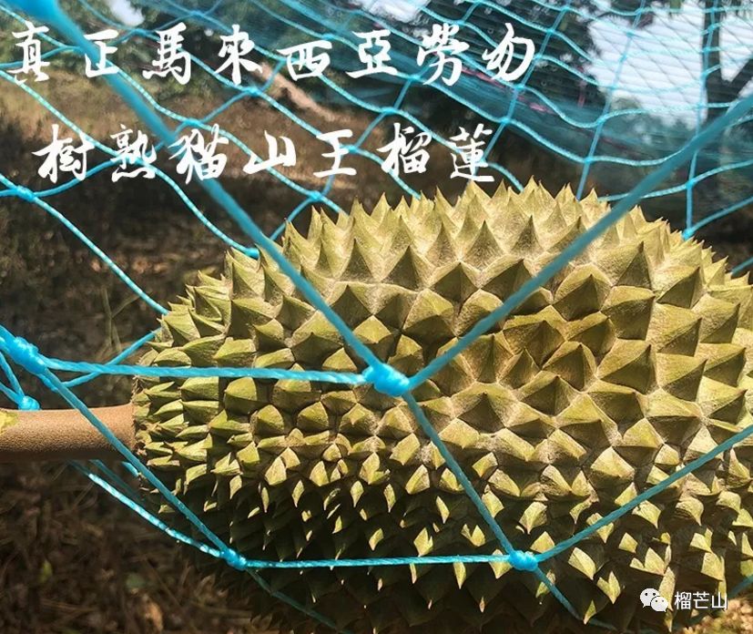 泰国出口榴莲增长
